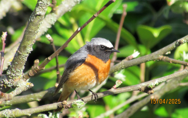 Rougequeue à front blanc © Catherine Thiebaut